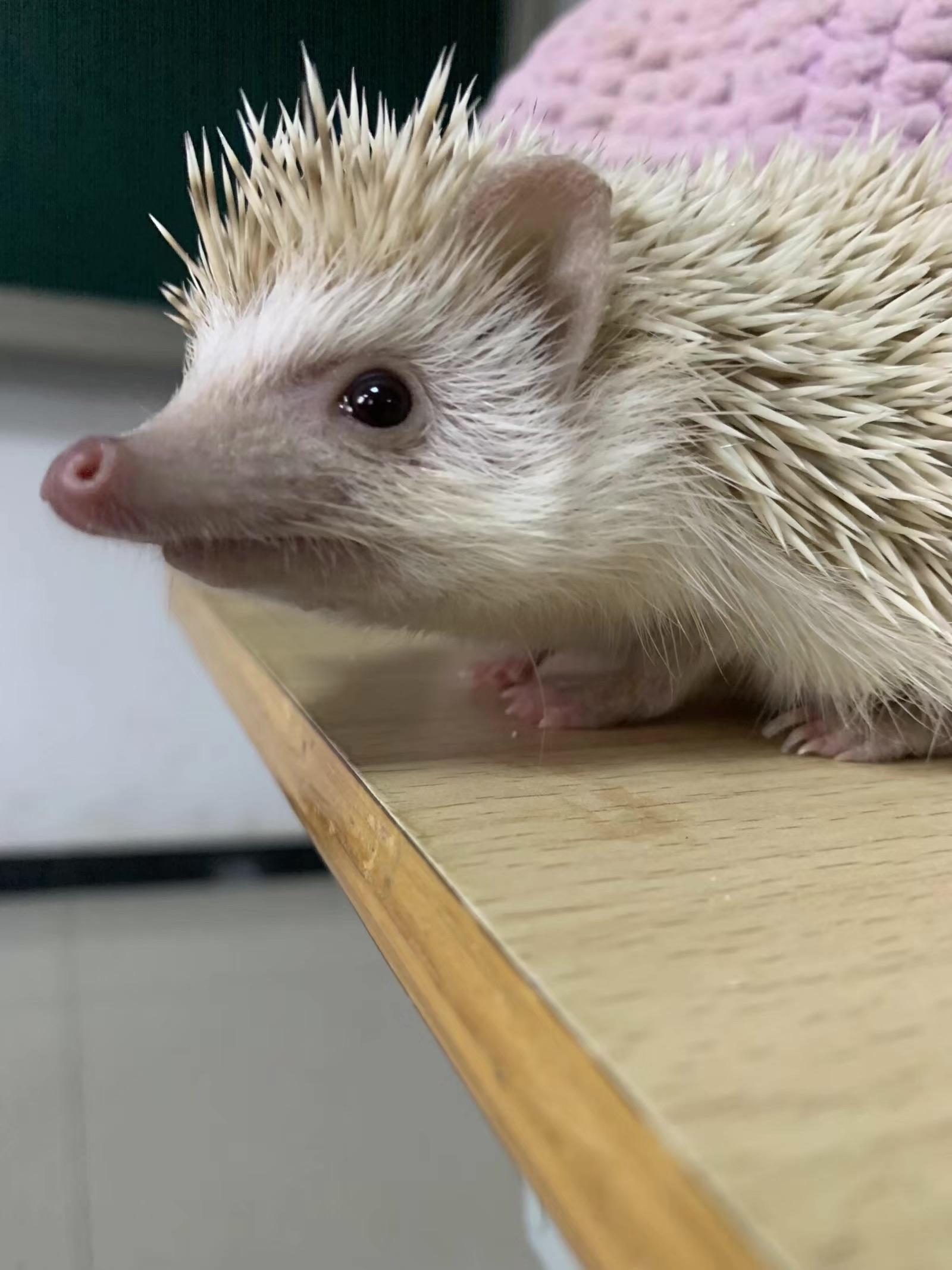 养一只刺猬是怎样的体验?