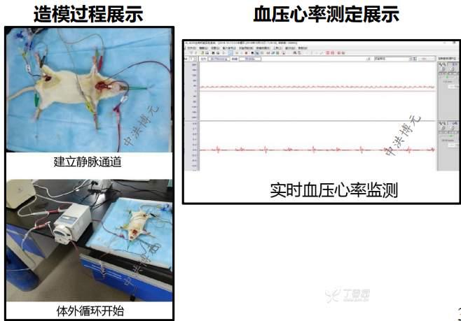 高級感 【Ｔ】血液循環系模型 透視式 その他 - cleanenvironments.co.uk