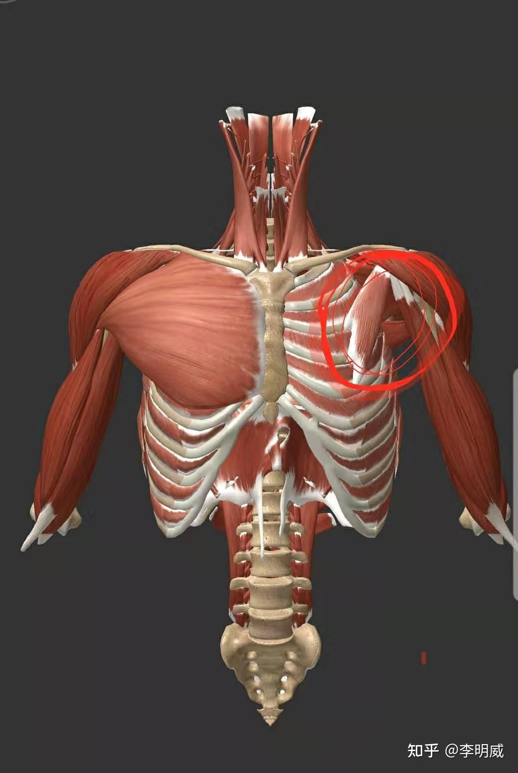胸小肌下方胸内侧神经,走形的还有臂丛神经和锁骨下动脉,在往下走就是