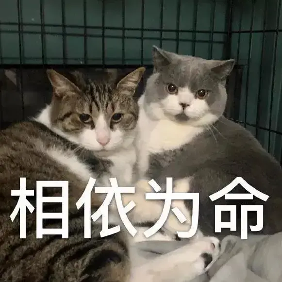 112张猫的沙雕表情包