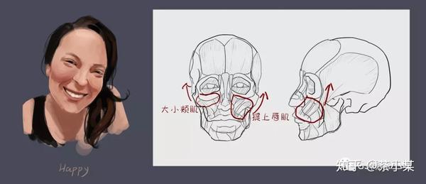 提颧肌示意图图片