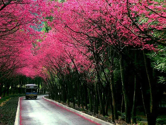 又到樱花季 全国21处著名樱花景点与花期大盘点 知乎
