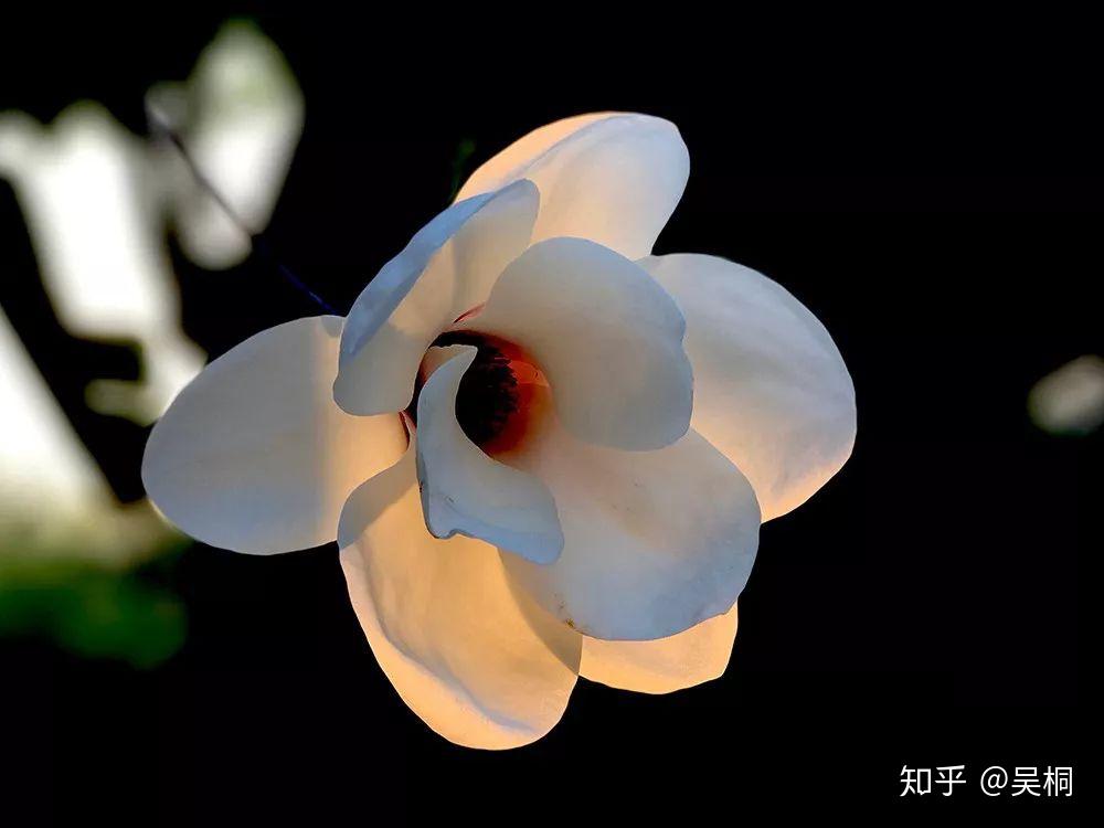 教你拍花构图小妙招从此告别游客照