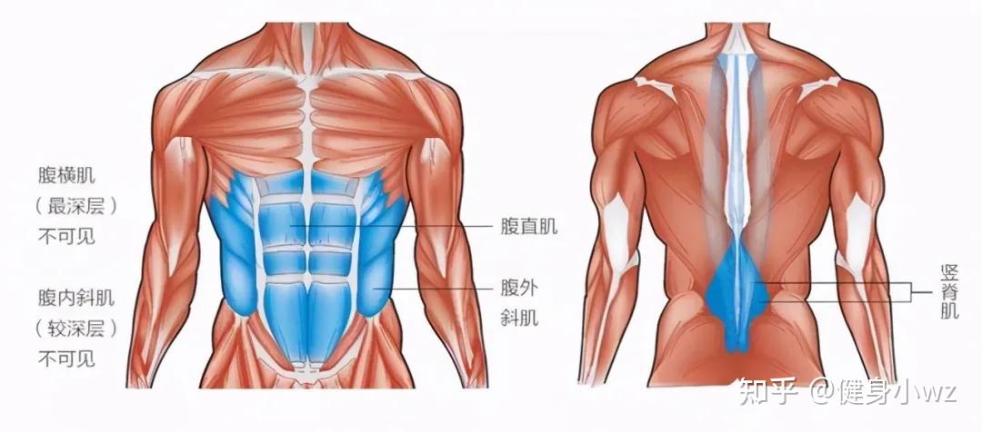 如何練出腹肌馬甲線4個練腹要點附一組虐腹動作