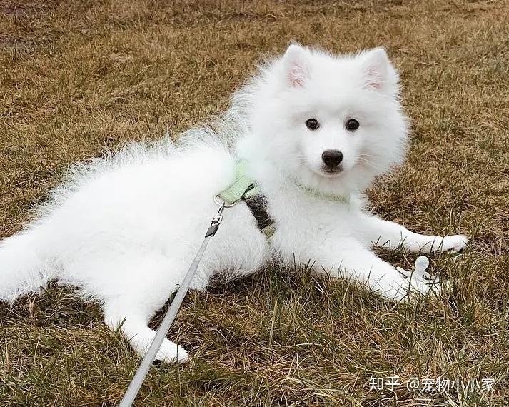 为什么养银狐犬的人很少?原来是这几点让人难以接受