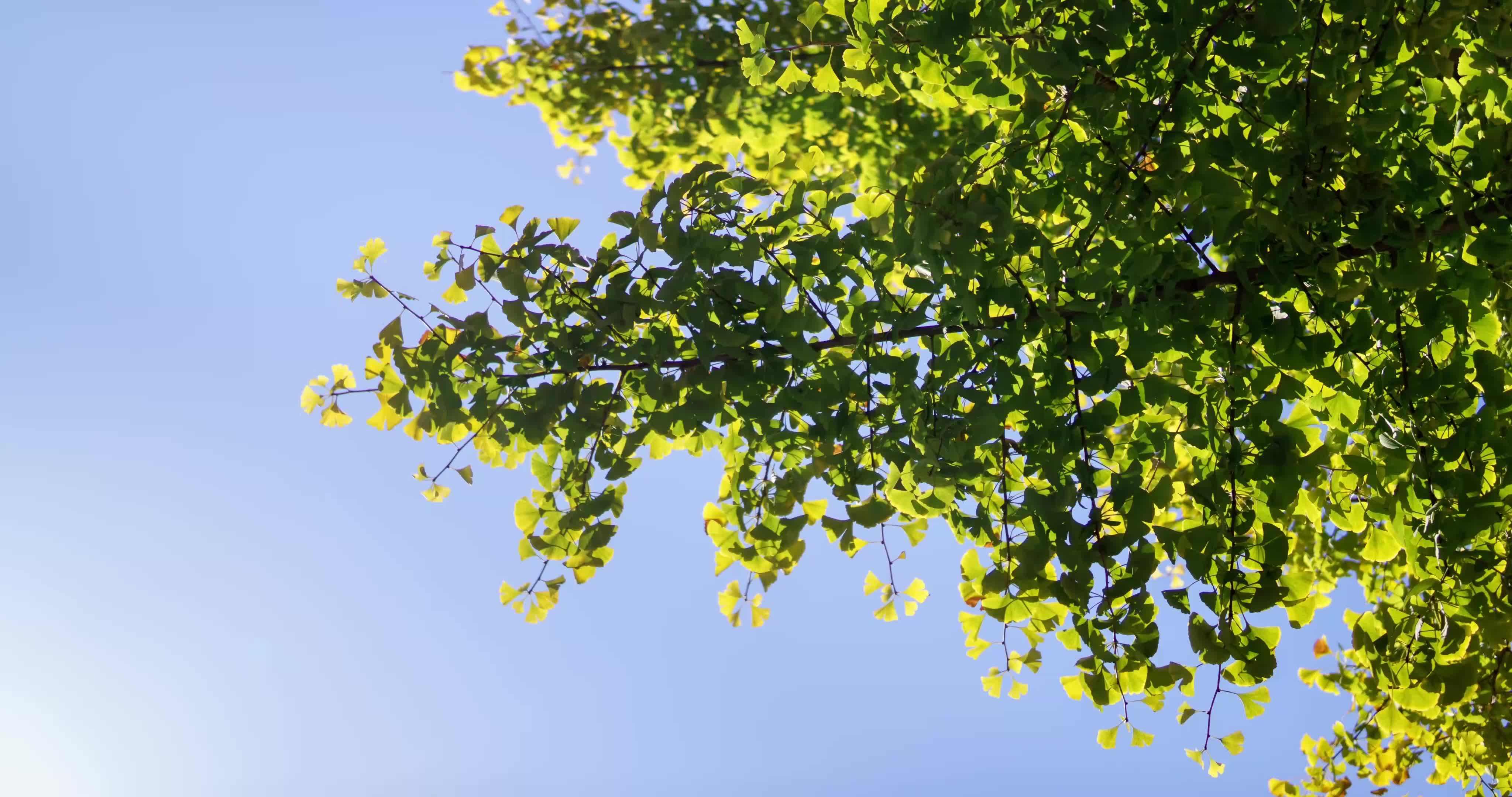 植树节,职场人如何将自己培养成"参天大树"?