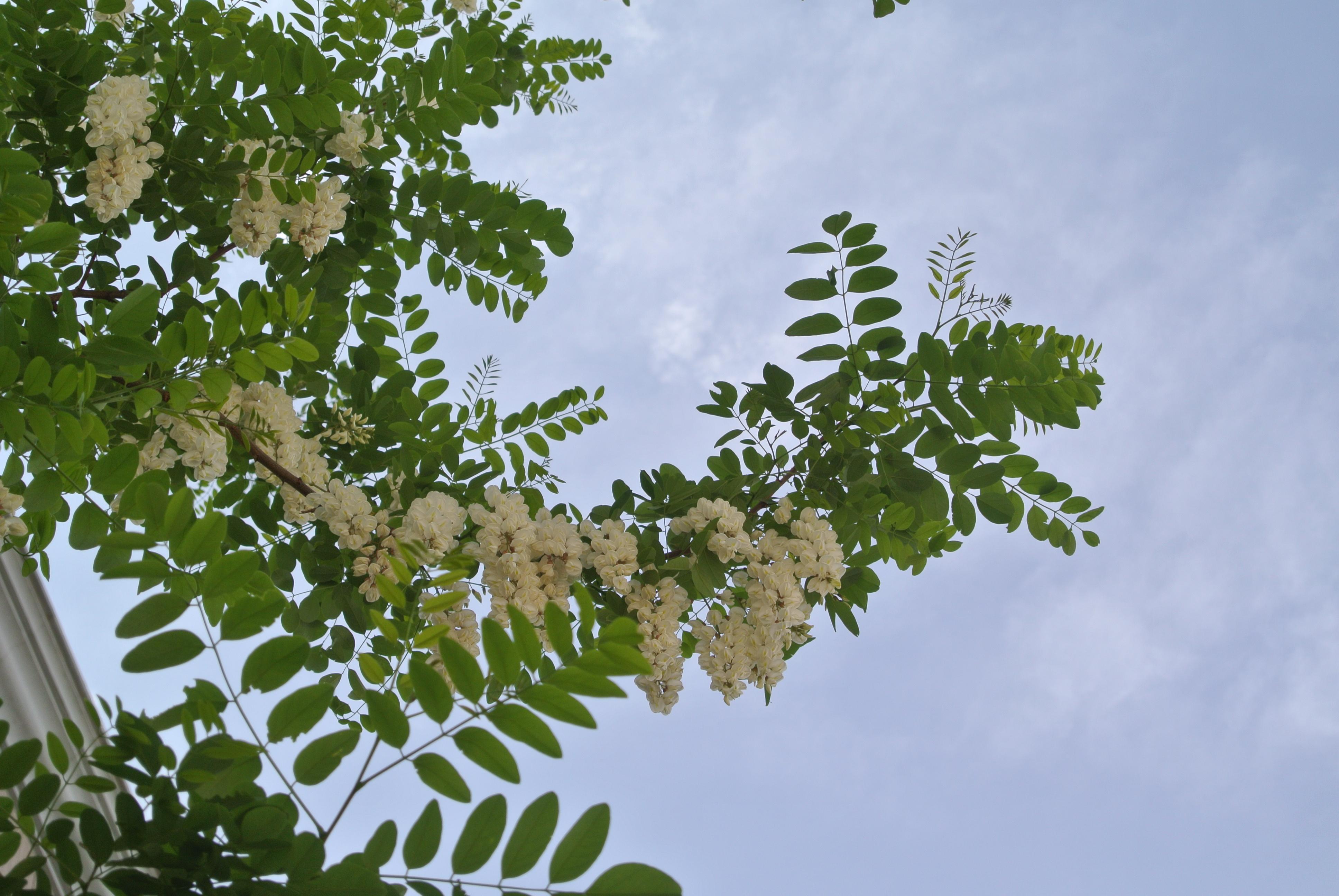 散步路上的黄芦木和其它花2019年5月9日