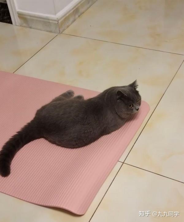 新手养猫,需要注意准备些什么呢?这一期全是干货,手把手教你养猫 - 知乎