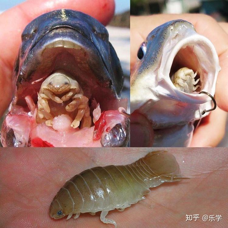 鱼舌头上的寄生虫图片