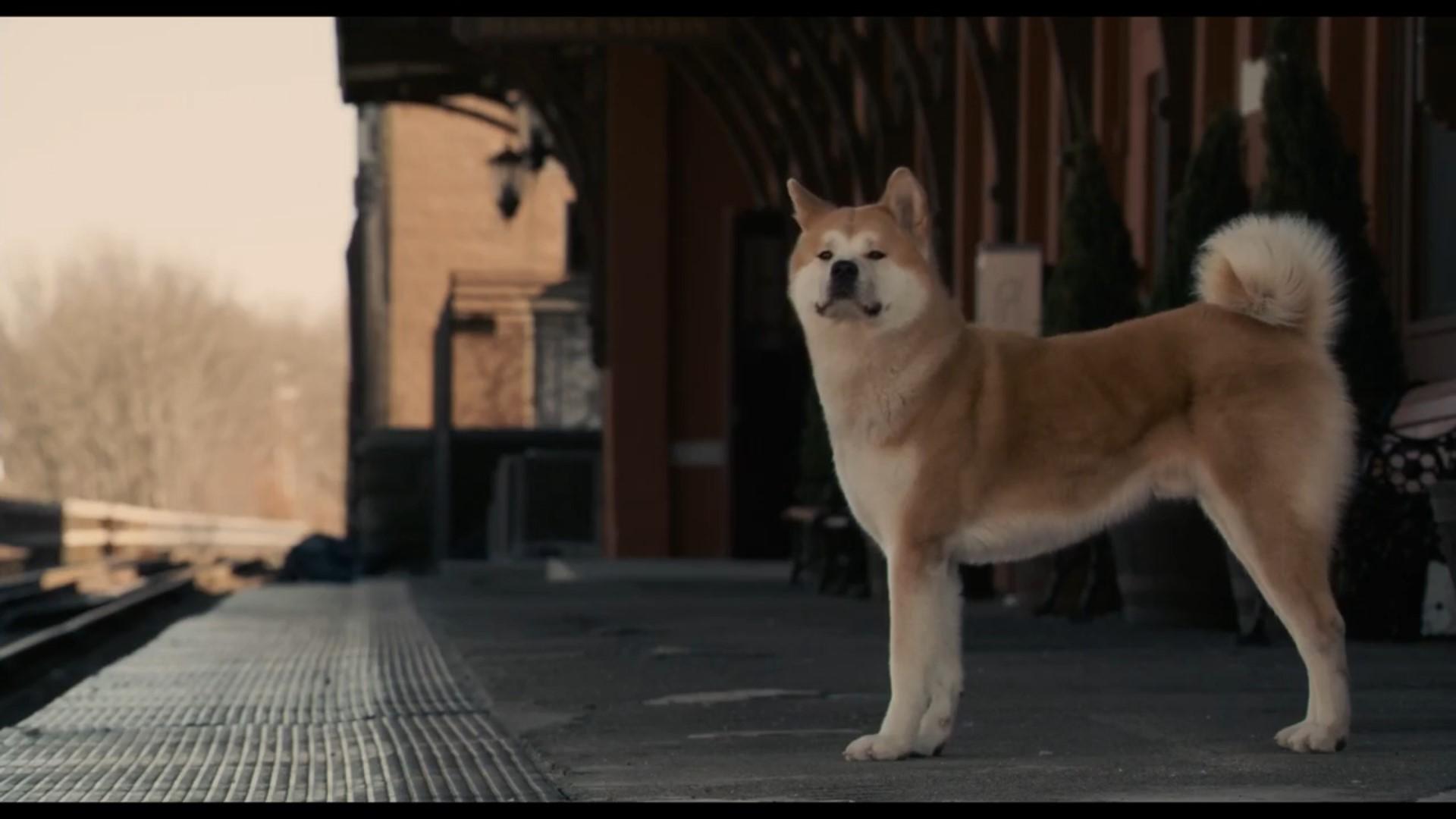 忠犬八公的故事人活很长时间还不懂如何去爱而狗狗一生下来就知道如何