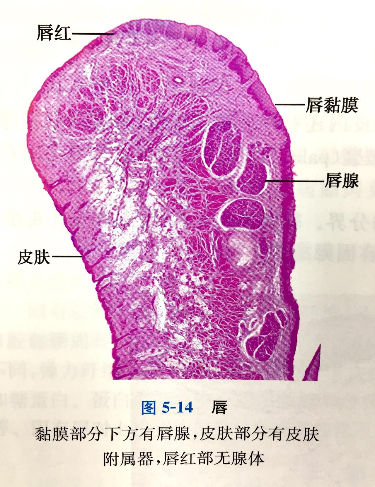 撕嘴唇会使嘴唇变厚吗