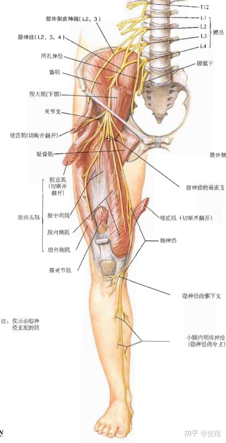 腰丛主要周围神经介绍