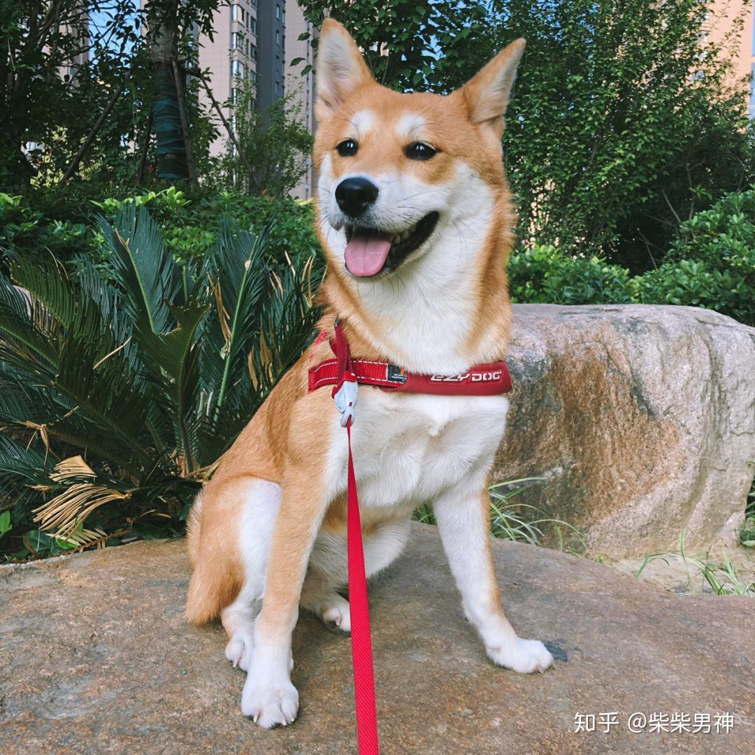 怎麼簡單區分豆柴和普通柴犬柴犬寵物課堂柴犬犬舍哪家好柴犬多少錢