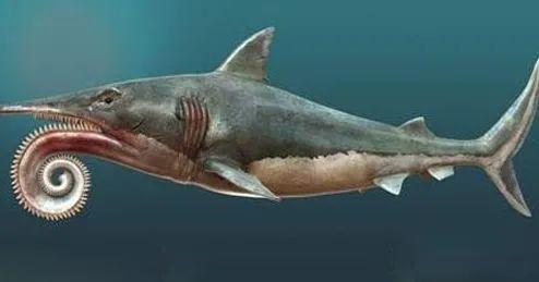 最大的旋齿鲨图片
