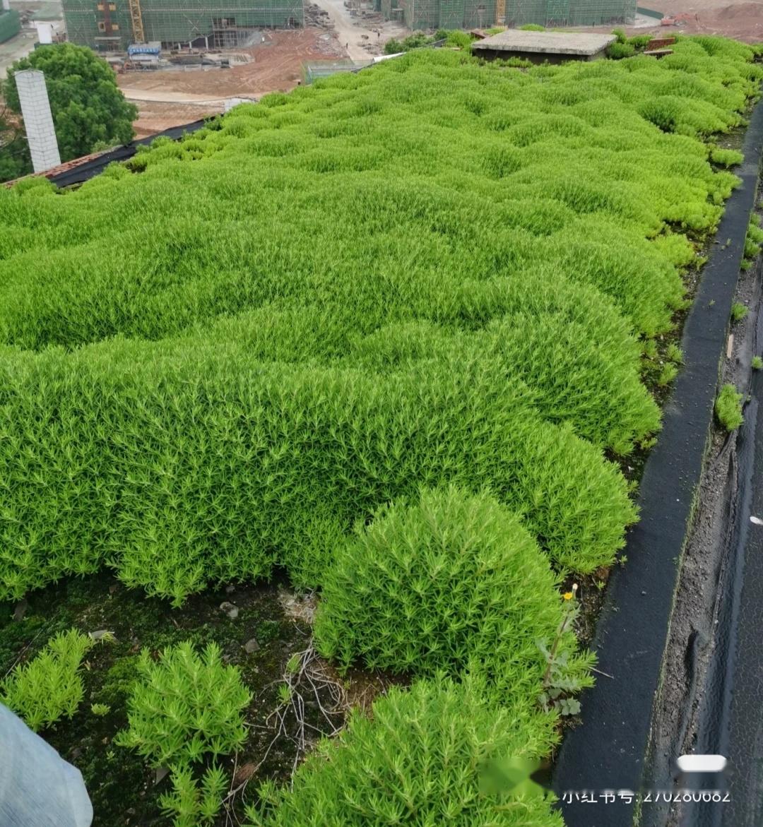 在植物选择上,不少城市选用了根系浅且耐旱的佛甲草,在5