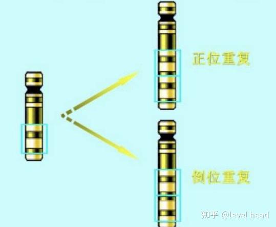 染色体结构重排 知乎