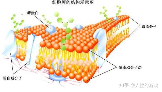 新型冠状病毒102：磷脂双分子层结构，细胞膜，速率 - 知乎