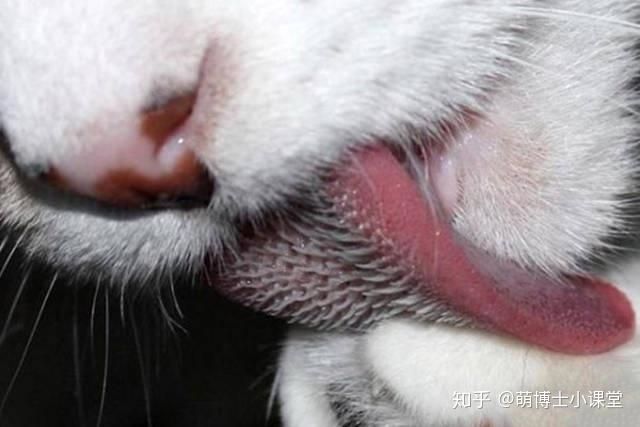 猫舌头上的倒刺你有仔细观察过吗? - 知乎