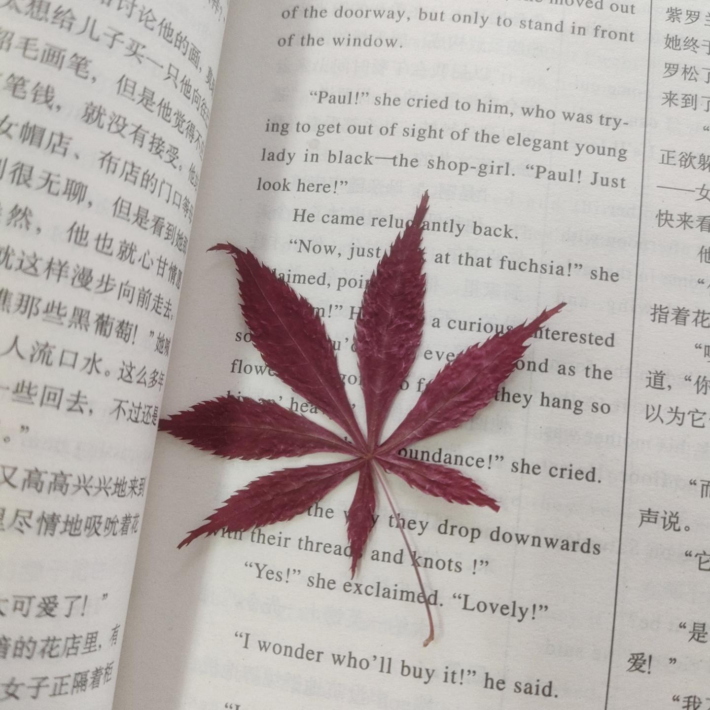 文雅的疯狂