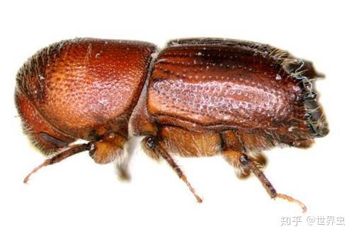 目前常说的树皮甲虫是指 小蠹科( scolytidae)昆虫(蠹 [dù]).