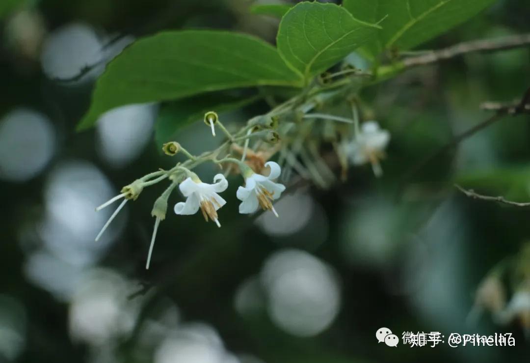 赛山梅(styrax confusus)(吴越古道,6月)已经不记得在知乎植物话题下