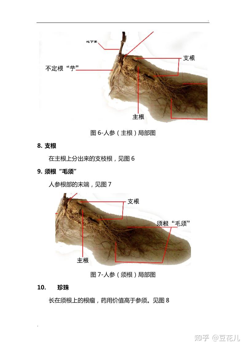 人参树脂道显微图手绘图片