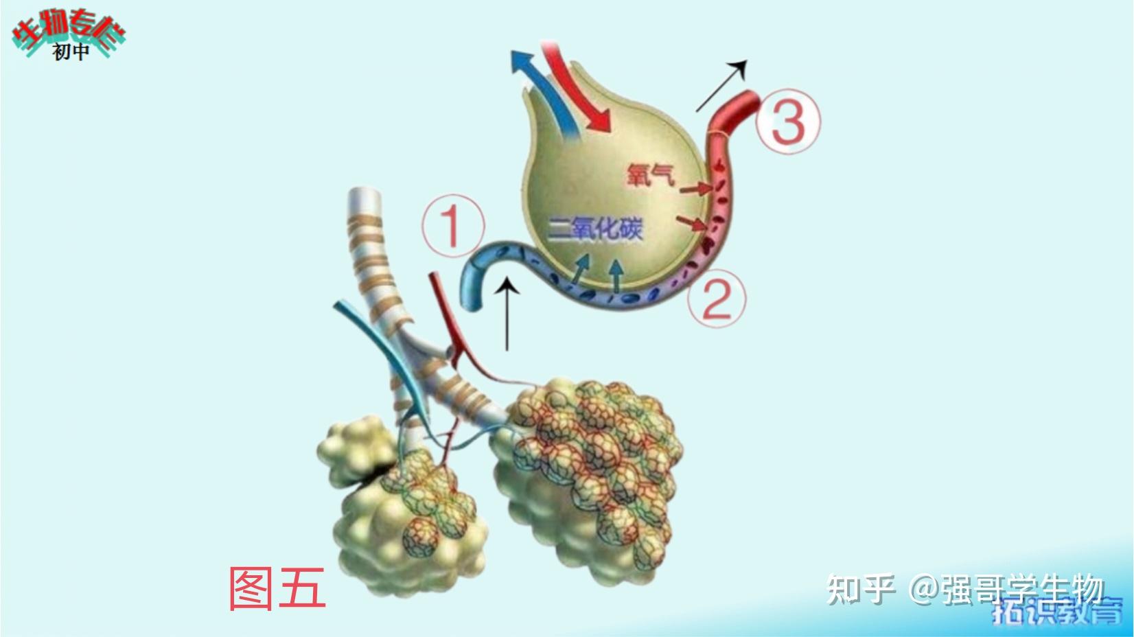 以上就是人体中不同部位的毛细血管网物质交换情况分析.