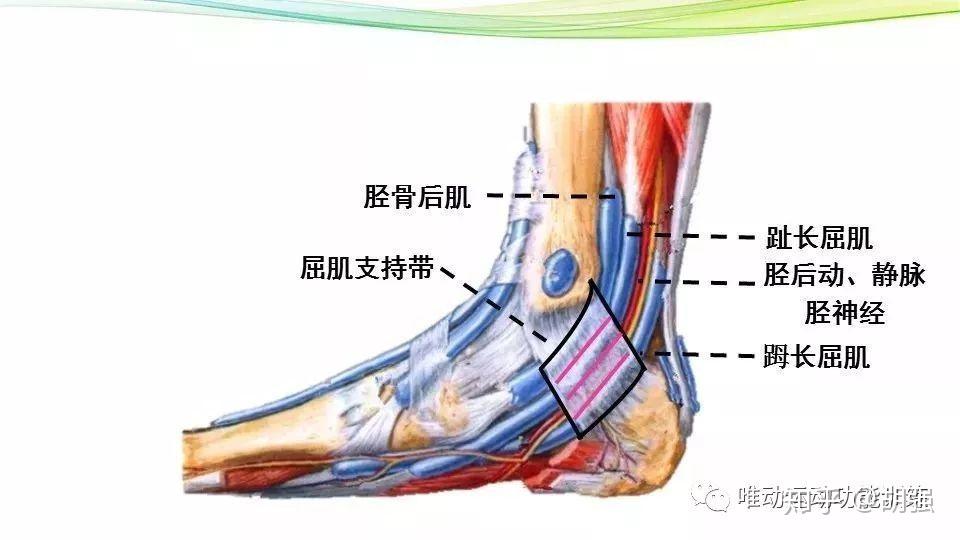 胫后神经穿过跗管,跗管内包含肌肉,神经和血管.