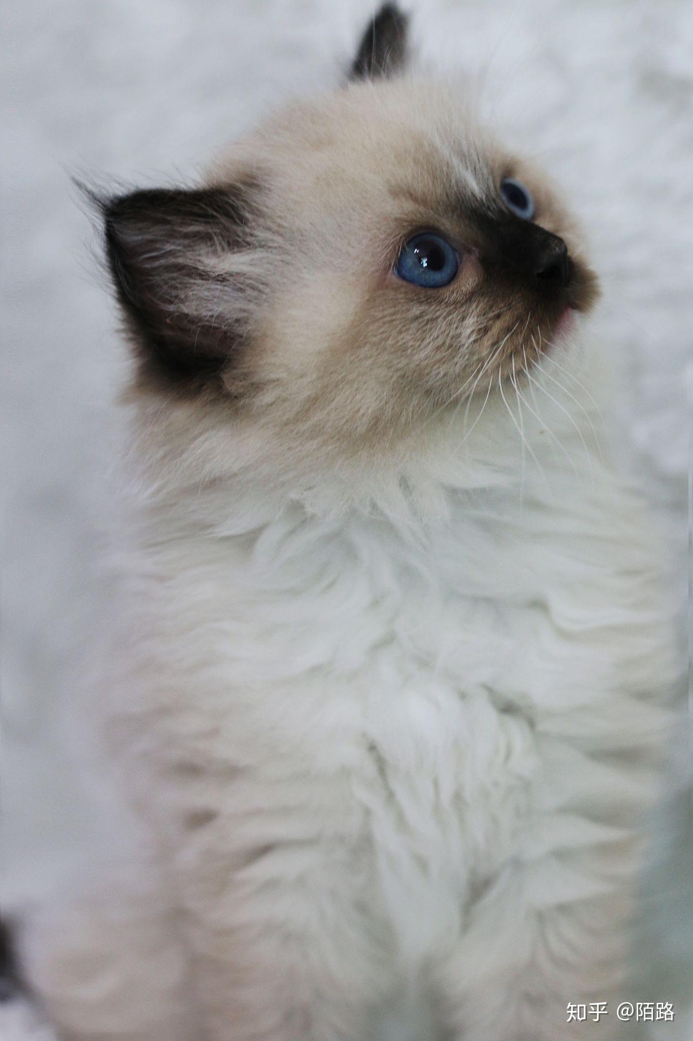 南京家养布偶猫,手套色布偶猫便宜急卖,家里养不了那么多,满耳,单血统