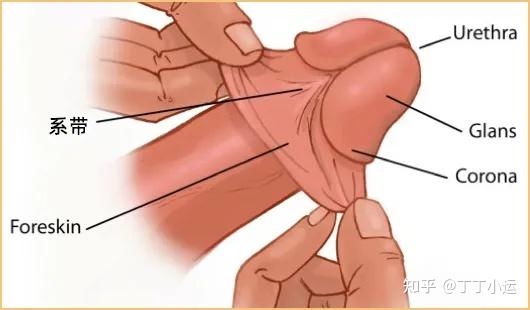 丁头两个最敏感的区域如何给它们降敏