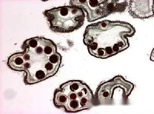 【原生生物界全系列-46】绿藻纲—团藻目 - 知乎