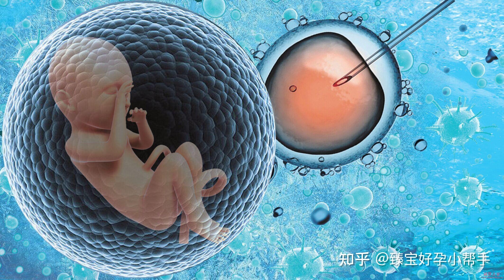 试管胚胎移植后怎么正确保胎效果才最好？ - 知乎