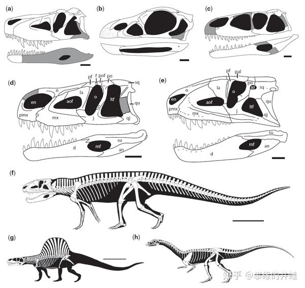 第二百五十八回九龙颂1鼋鼍出没蛟鳄横