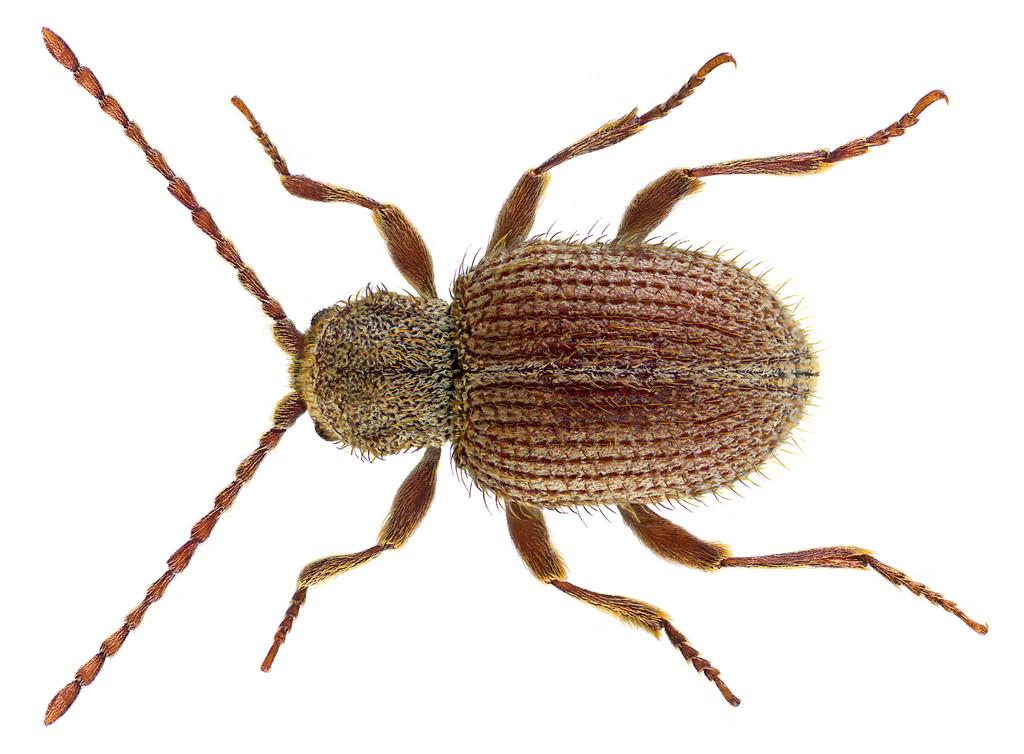 蛛甲,锯谷盗,大腋露尾甲)不知道在我枕头上发现的小虫们属于哪一种