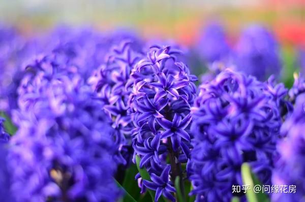 种球季之 风信子 附种植攻略 风信子种球什么时候种 恩芝网