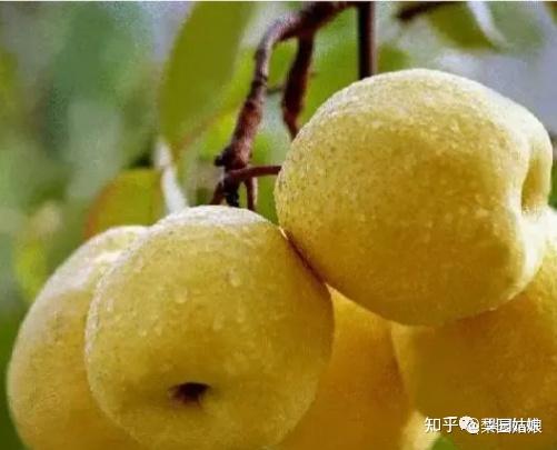 中国最好的梨产地在哪里?中国十大梨乡排行榜 - 知乎