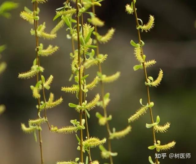 植物学堂丨花叶不相见的36种植物 - 知乎