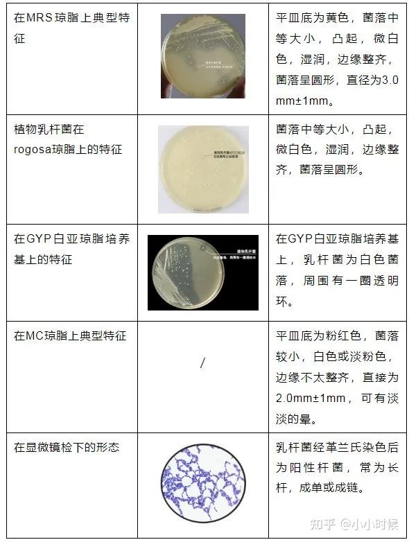 各种菌落形态特征图片图片