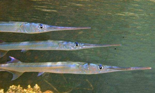 蟹妖,鱼类我不太熟,我感觉应该是一种颌针鱼,也就是鹤鱵,具体哪一种鹤