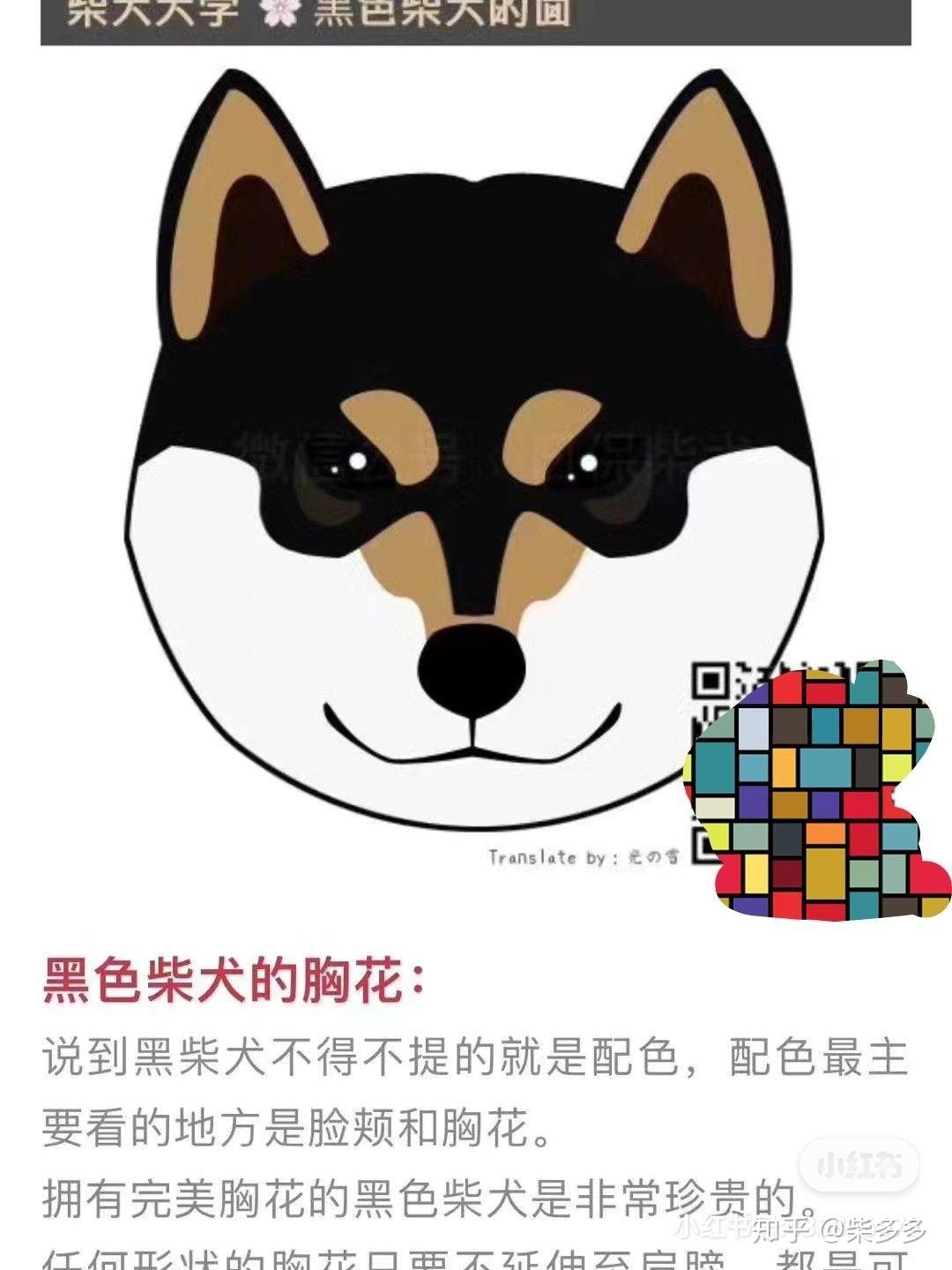 黑柴颜值于配色