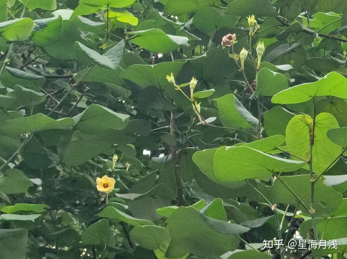 植物篇︱黄槿:花开娇媚,朝开暮落,又美又短暂 - 知乎