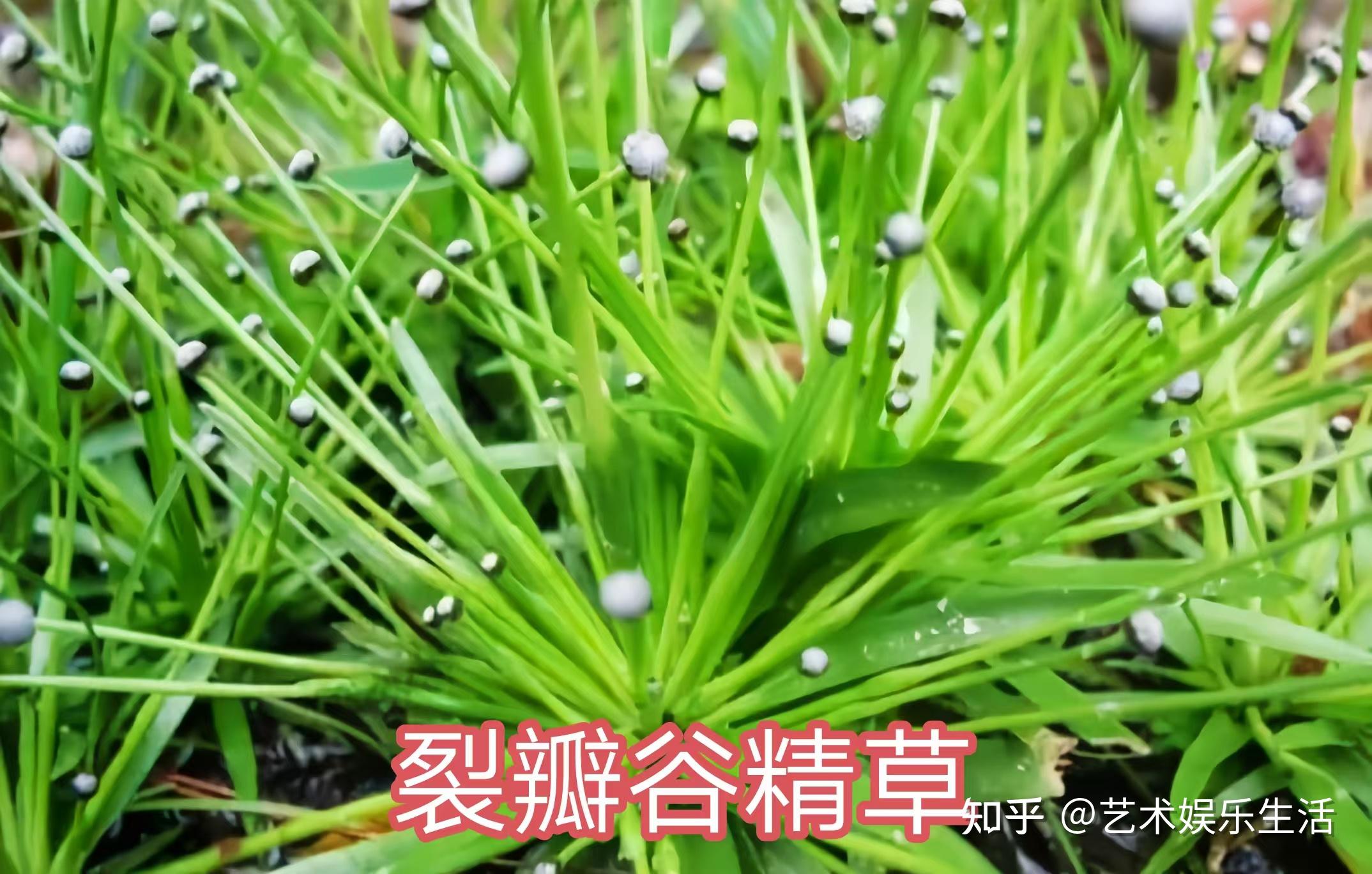 谷精草科的6种代表植物 - 知乎