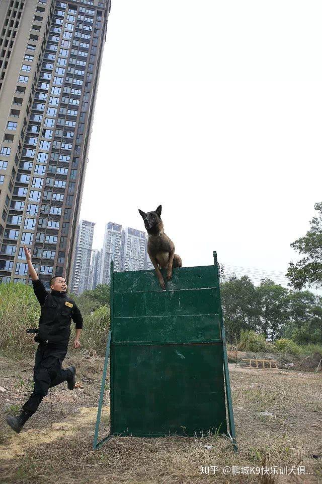 深圳训犬鹏城k9快乐训犬俱乐部马犬训练