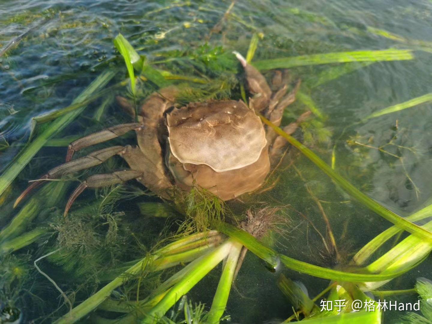 大闸蟹马上要上市了,给各位科普一下大闸蟹的有关小常识