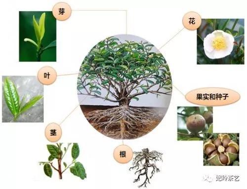 吴妃玲:茶树的芽、根、茎、叶、花、果、到底有什么特征? - 知乎