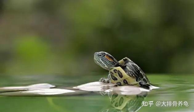 新手应该怎么养乌龟?