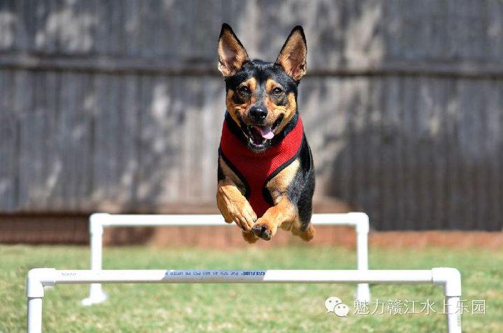 riddle-me-this-what-can-jump-higher-than-a-building-with-answer