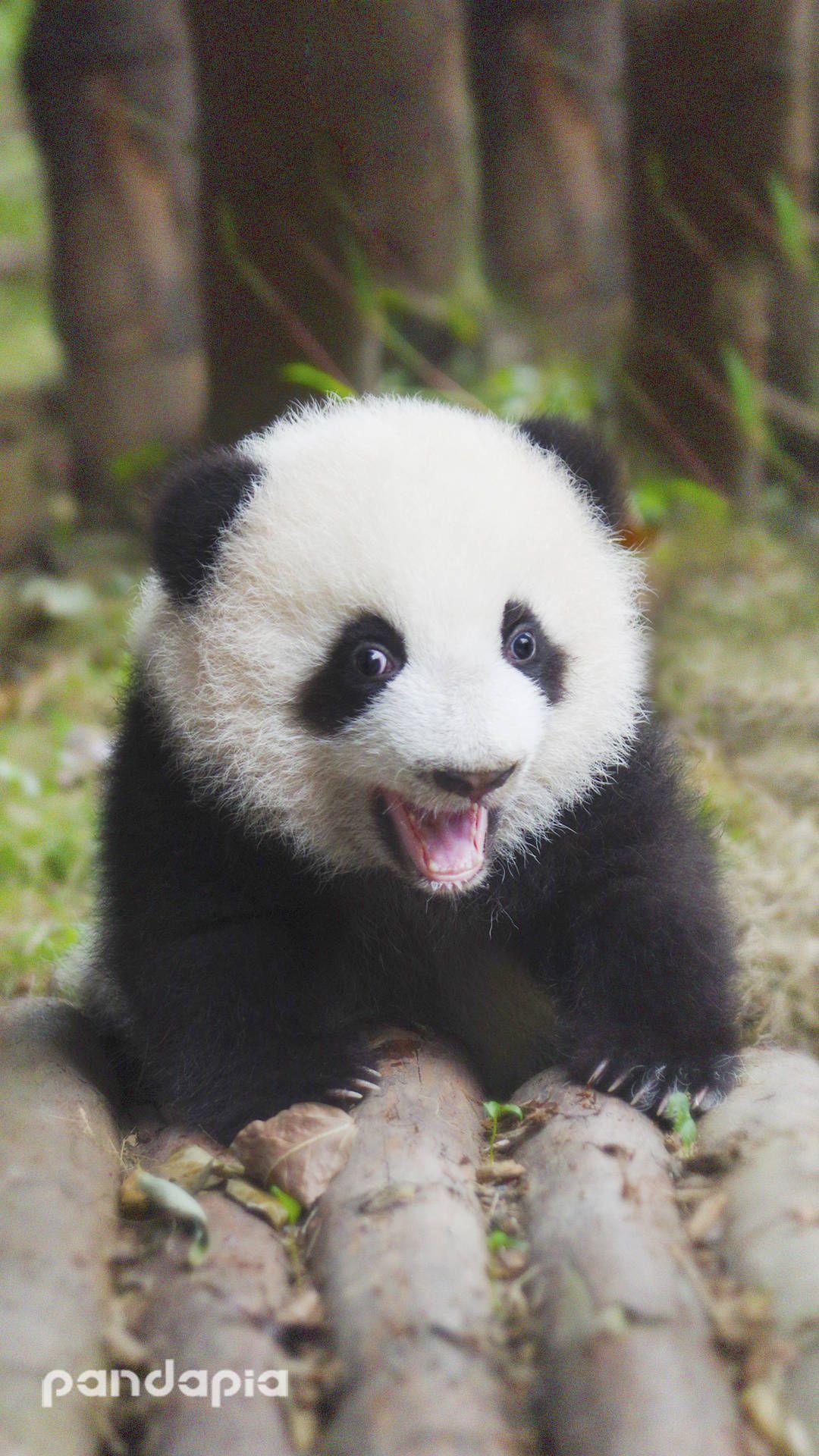 ZapPaLang: 【娜娜宝贝副食日记（12个月）】熊猫造型奶香馒头 Panda shape steamed pau