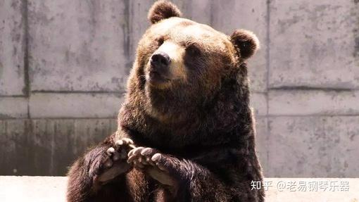 如何看待上海野生動物園飼養員實施作業時被熊攻擊不幸遇難一事類似