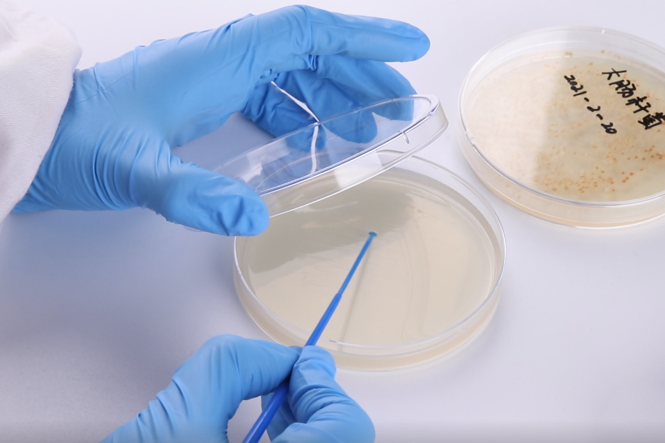 抑菌试验 - 知乎